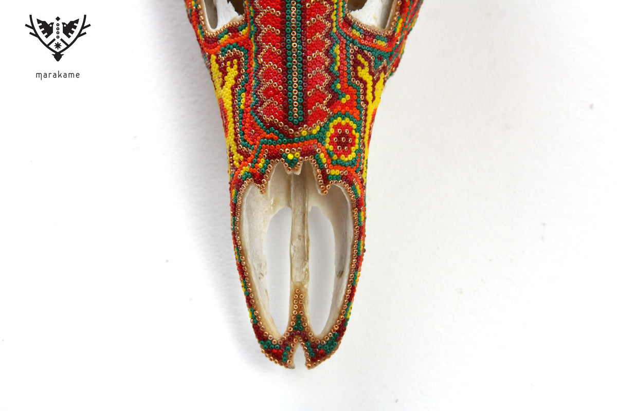 Cráneo de Venado Huichol - Xamainuri I
