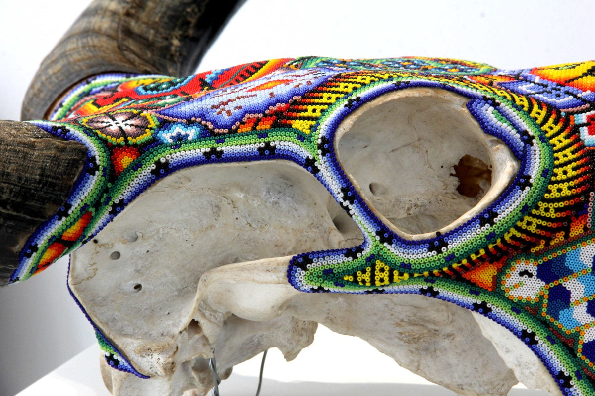 Cráneo de vaca Arte Huichol - Tuutú Iyari - Arte Huichol - Marakame